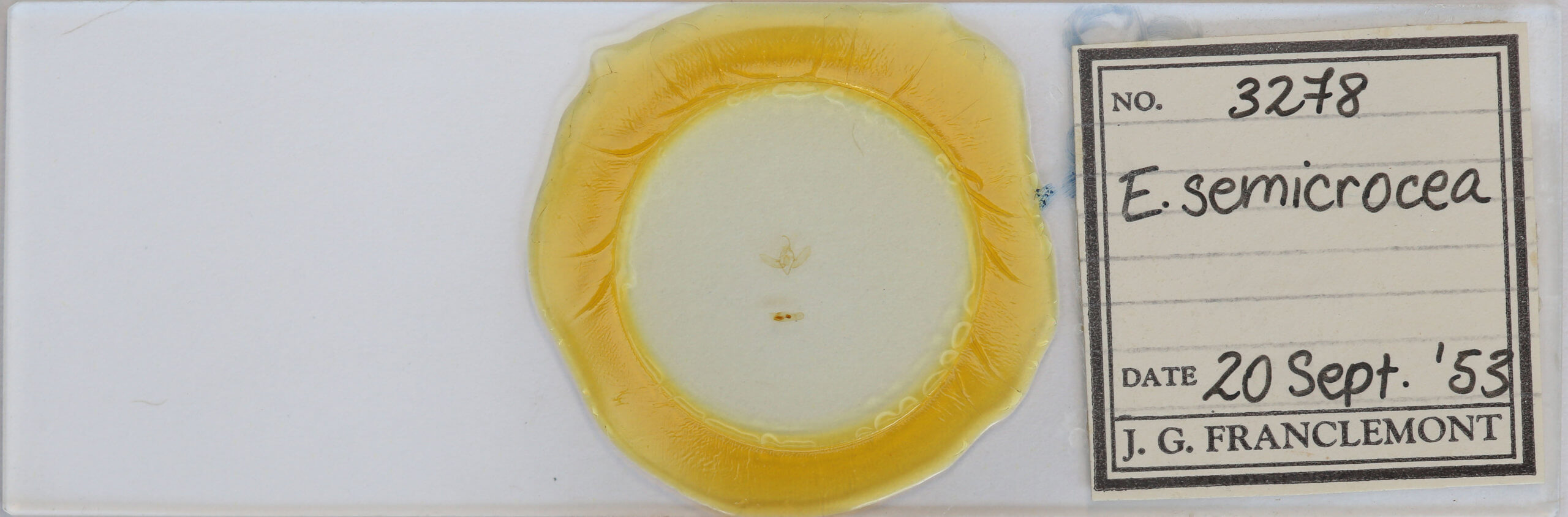 slide view of adult Exyra semicrocea