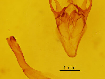 genitalia view of adult Erygia spissa