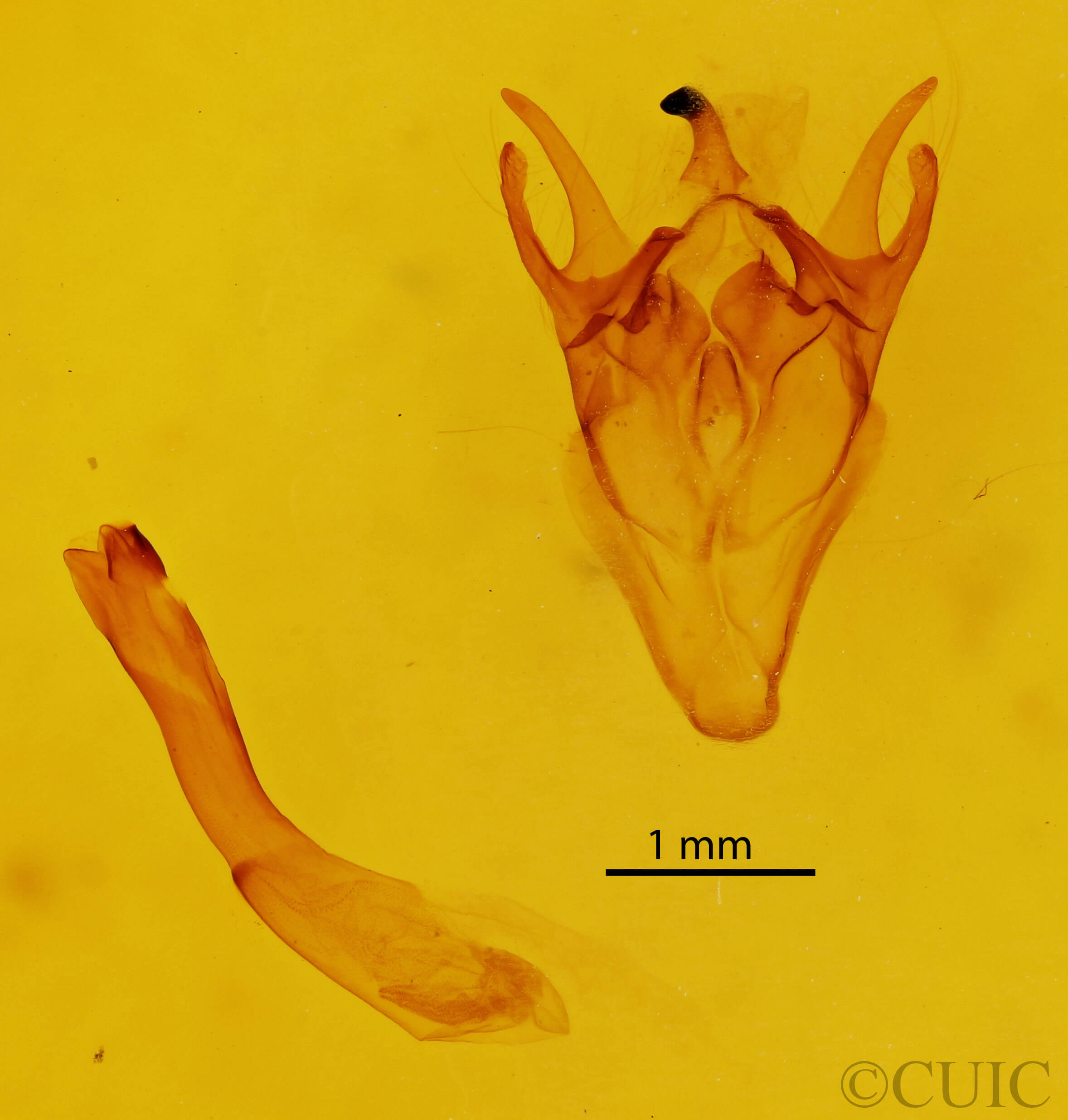 genitalia view of adult Erygia spissa