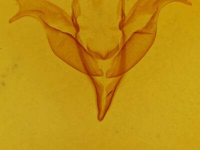 genitalia view of adult Feralia comstocki