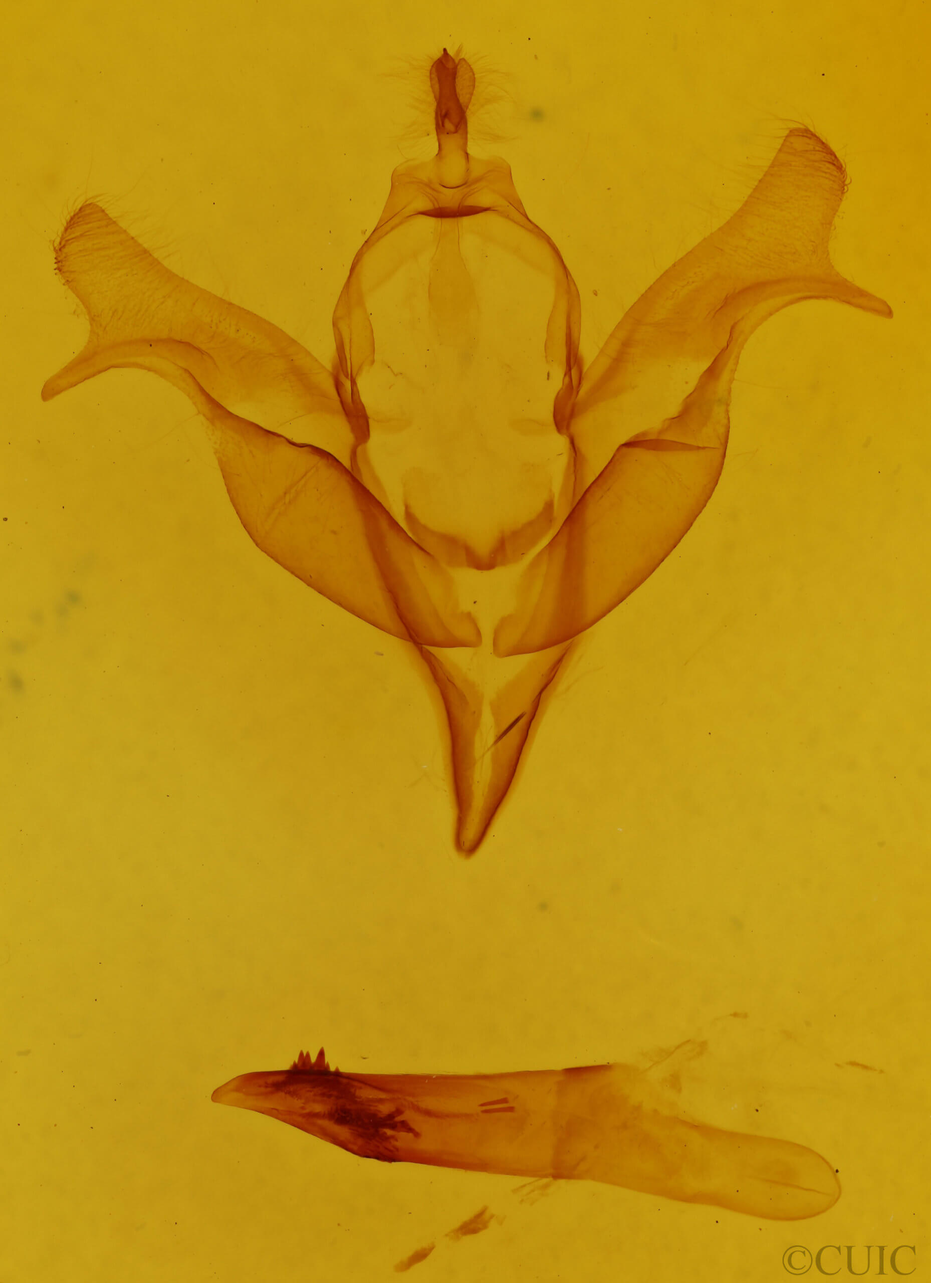 genitalia view of adult Feralia comstocki