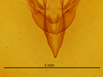 genitalia view of adult Feralia jocosa
