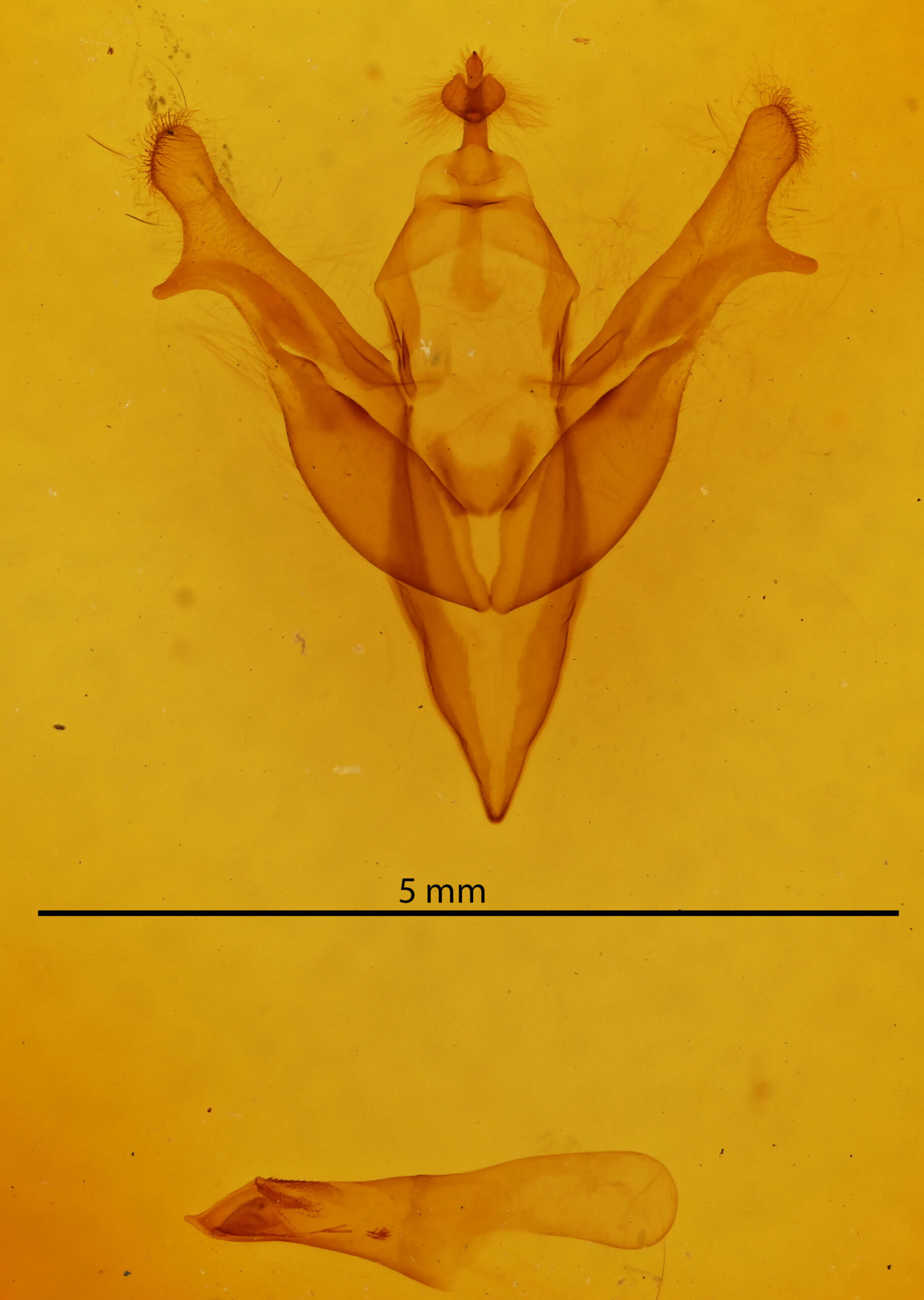 genitalia view of adult Feralia jocosa