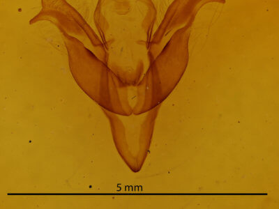 genitalia view of adult Feralia jocosa