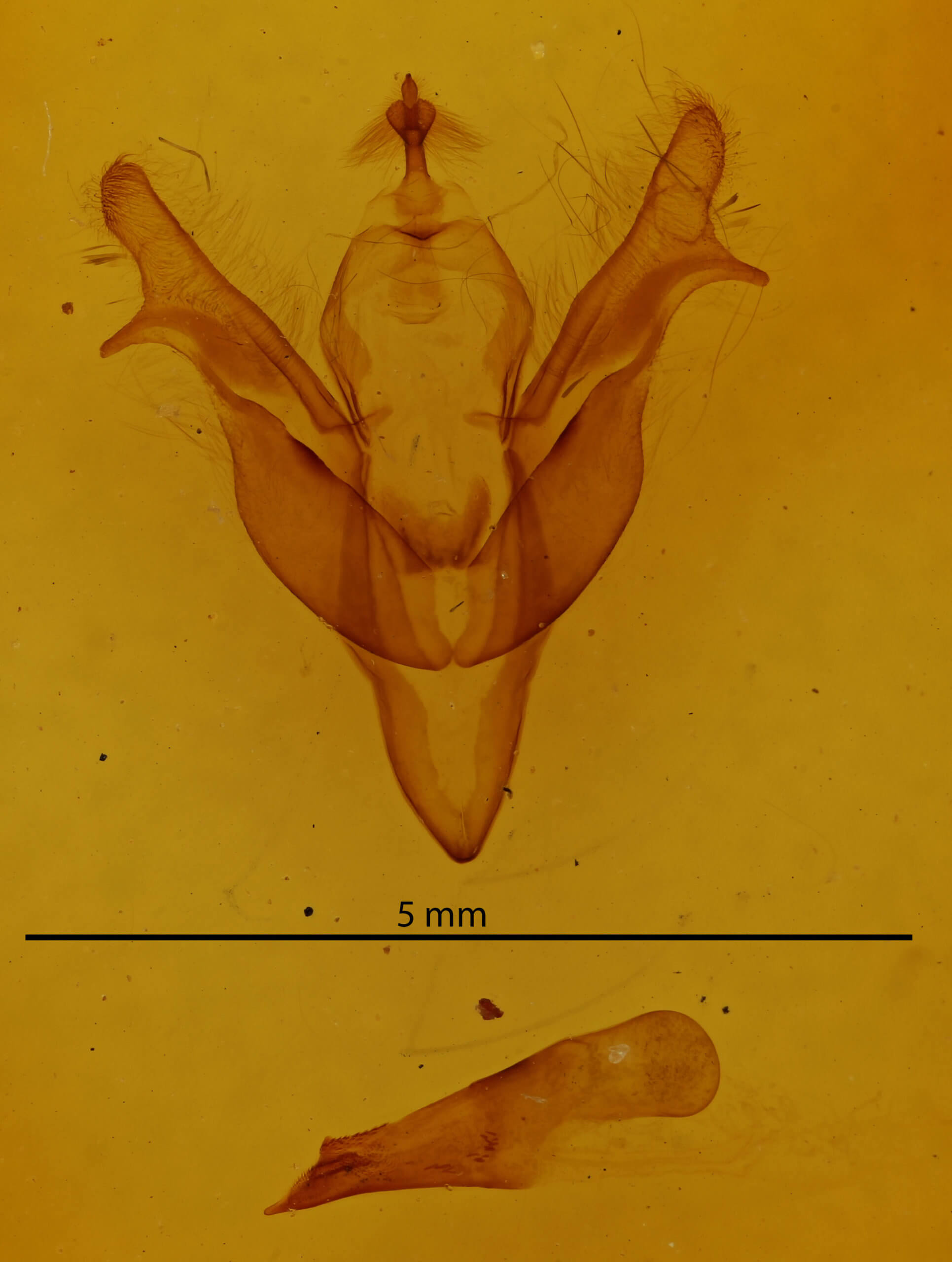 genitalia view of adult Feralia jocosa