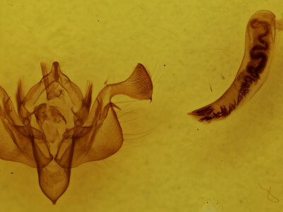 genitalia view of adult Feredayia graminosa