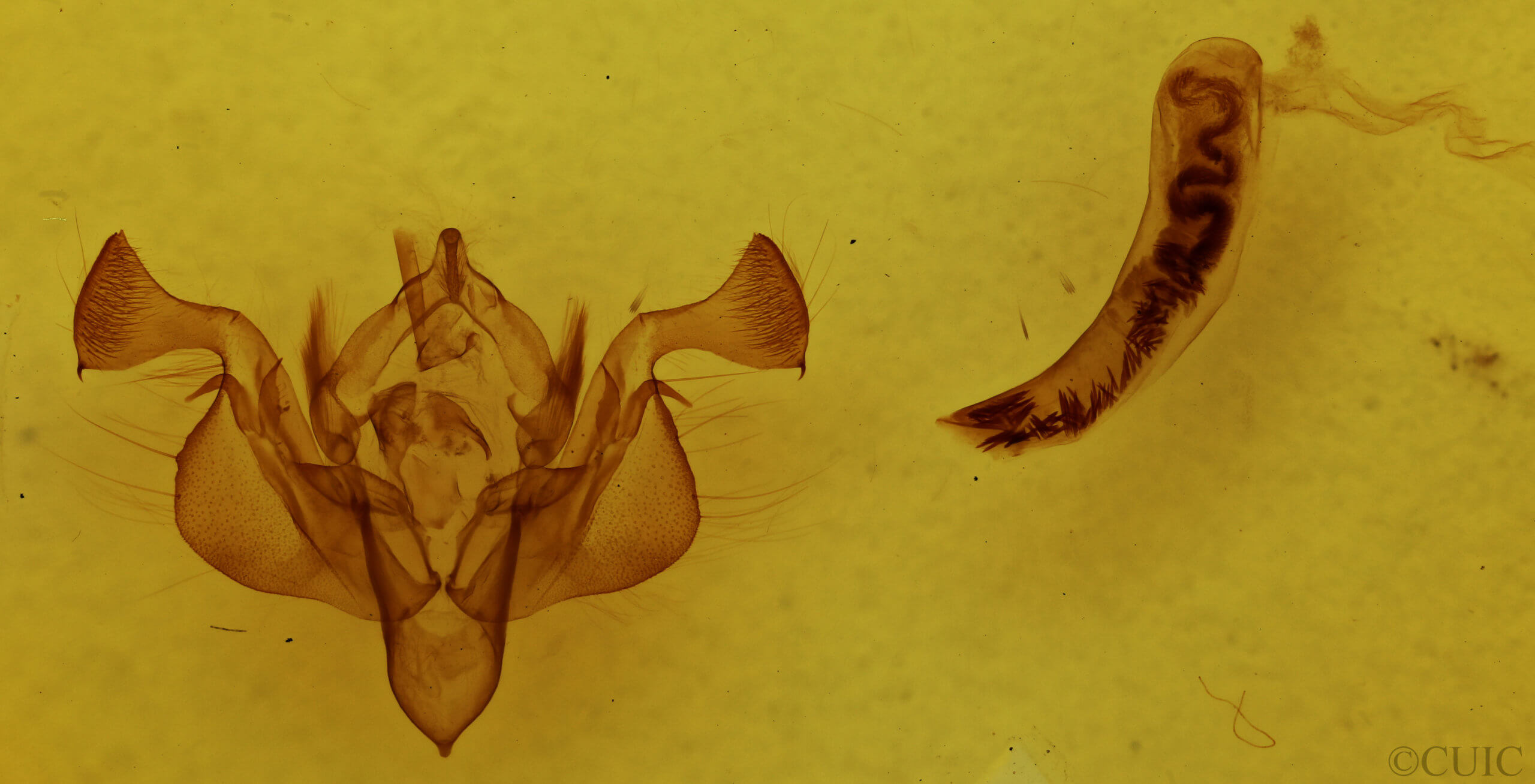 genitalia view of adult Feredayia graminosa