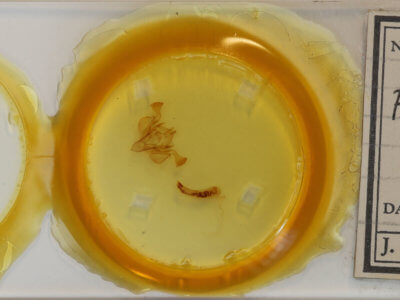 slide view of adult Feredayia graminosa