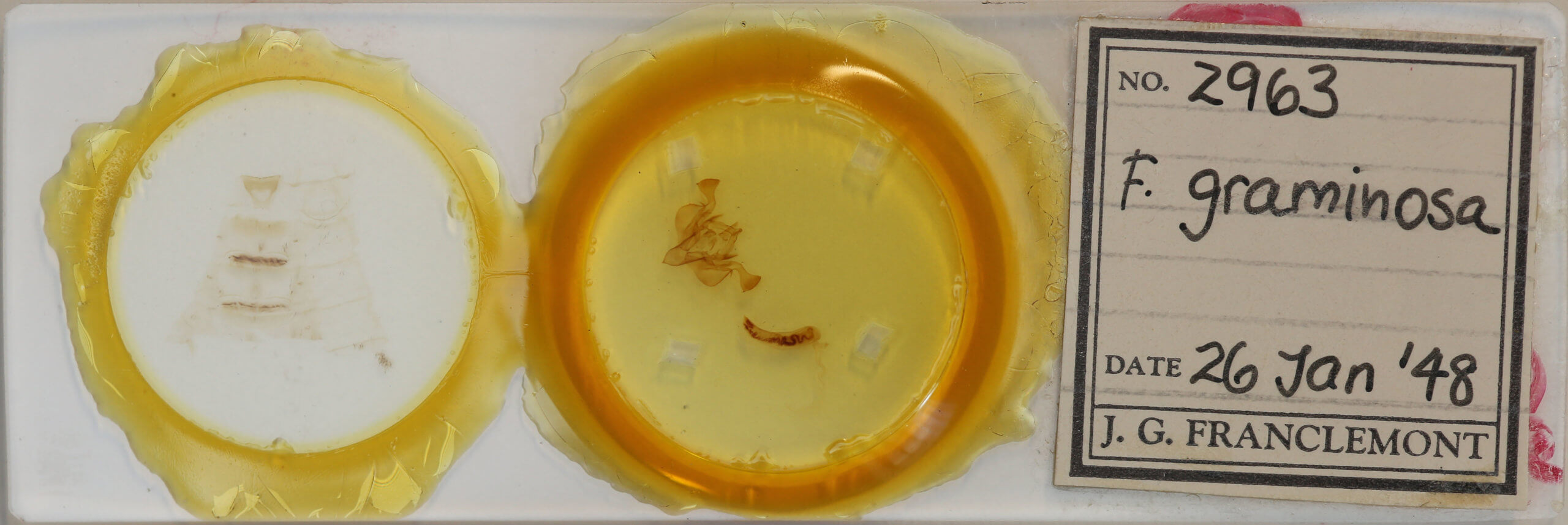 slide view of adult Feredayia graminosa