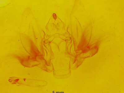 genitalia view of adult Goniapteryx servia