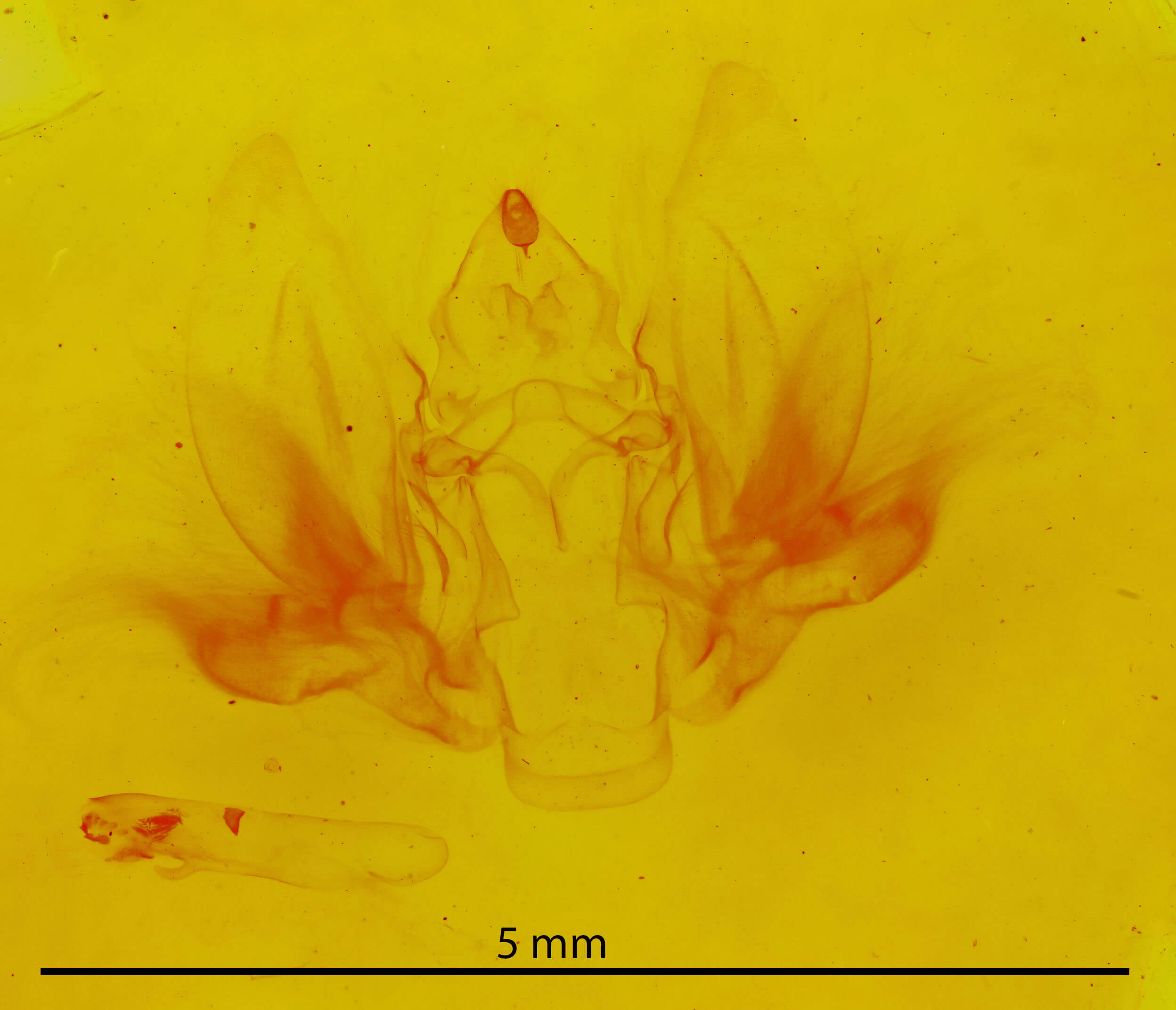genitalia view of adult Goniapteryx servia