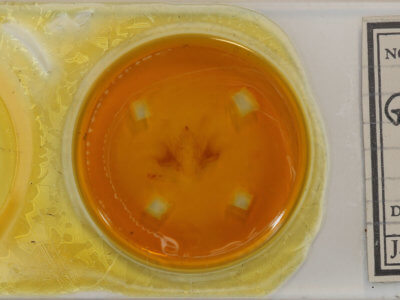 slide view of adult Goniapteryx servia