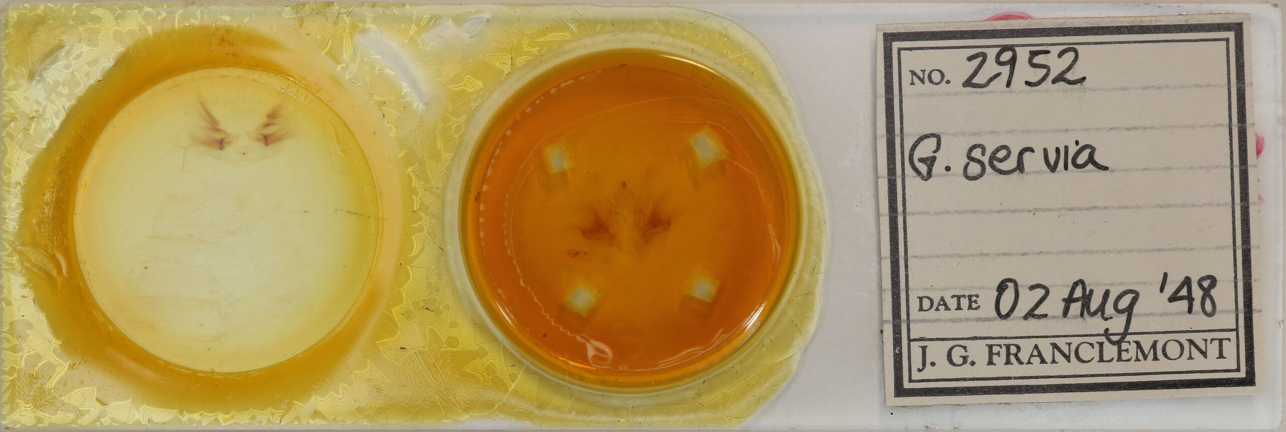 slide view of adult Goniapteryx servia