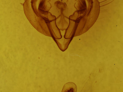 genitalia view of adult Graphania