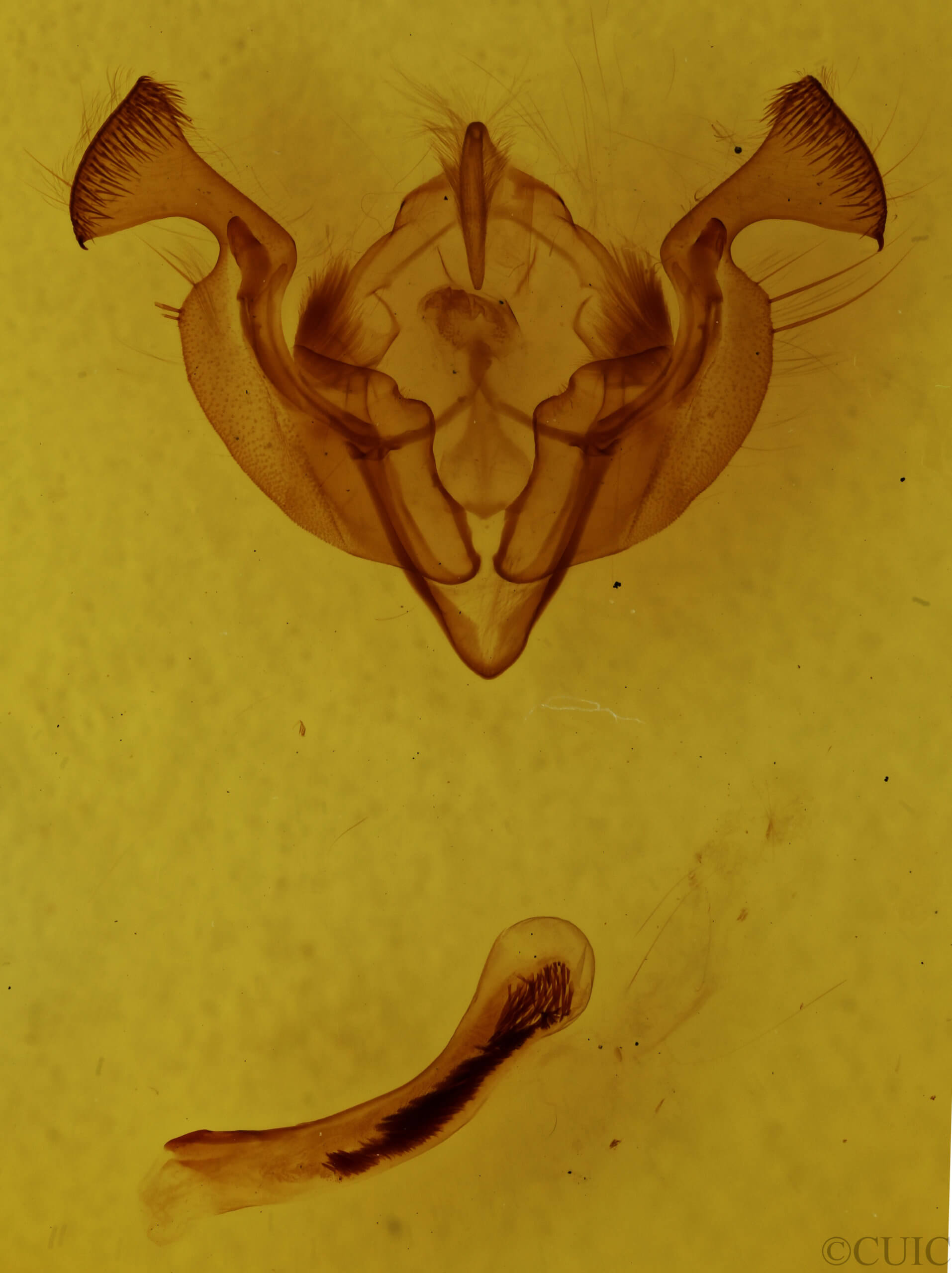 genitalia view of adult Graphania