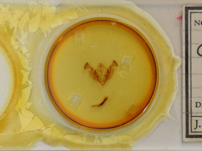 slide view of adult Graphania