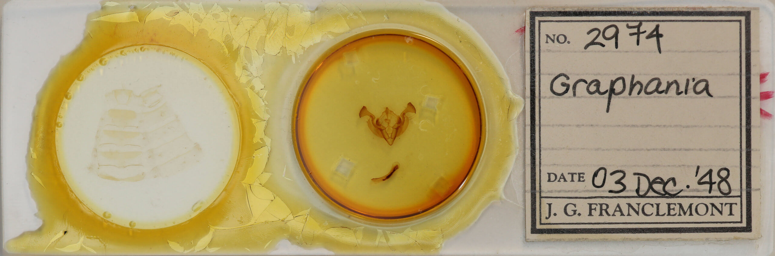 slide view of adult Graphania