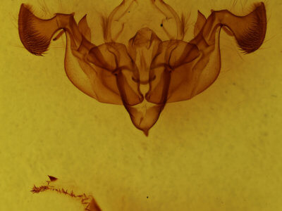 genitalia view of adult Graphania