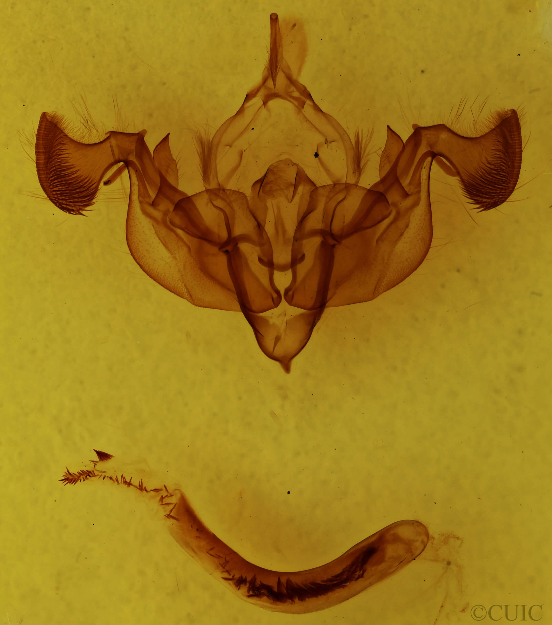 genitalia view of adult Graphania