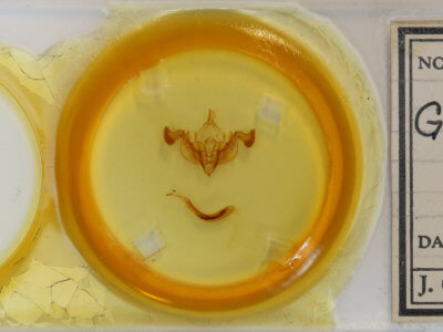 slide view of adult Graphania