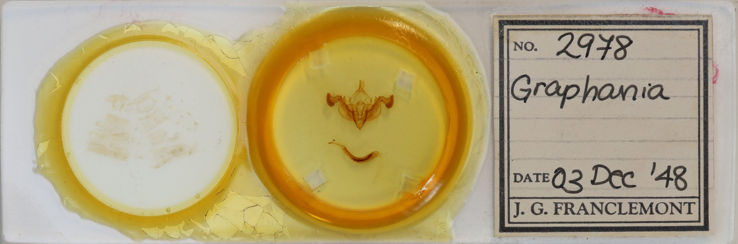 slide view of adult Graphania