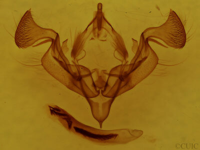 genitalia view of adult Graphania