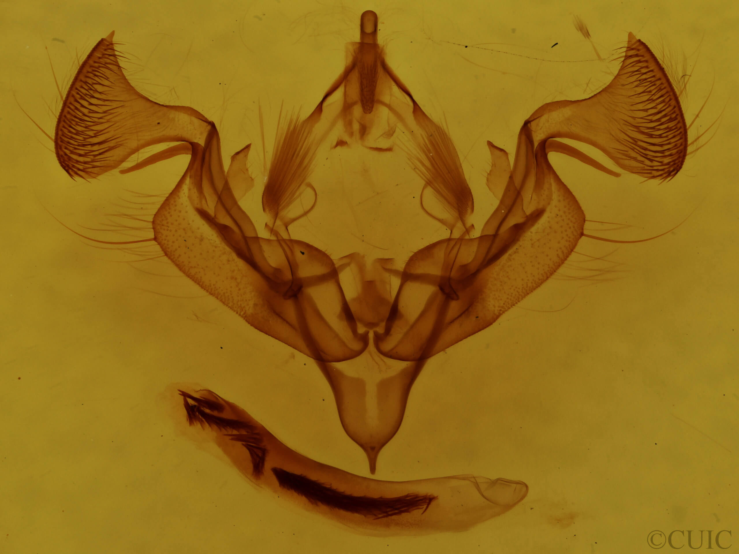 genitalia view of adult Graphania