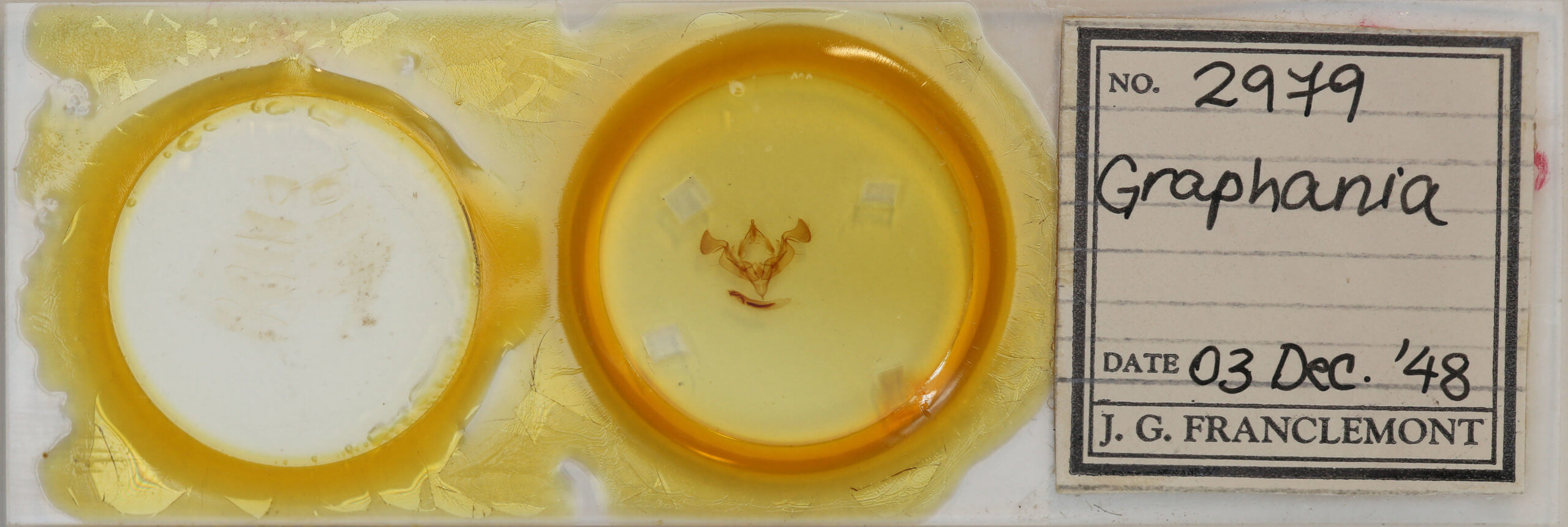 slide view of adult Graphania