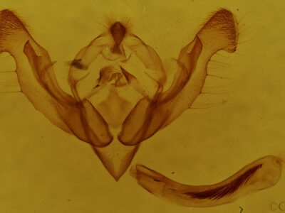 genitalia view of adult Graphania paracausta
