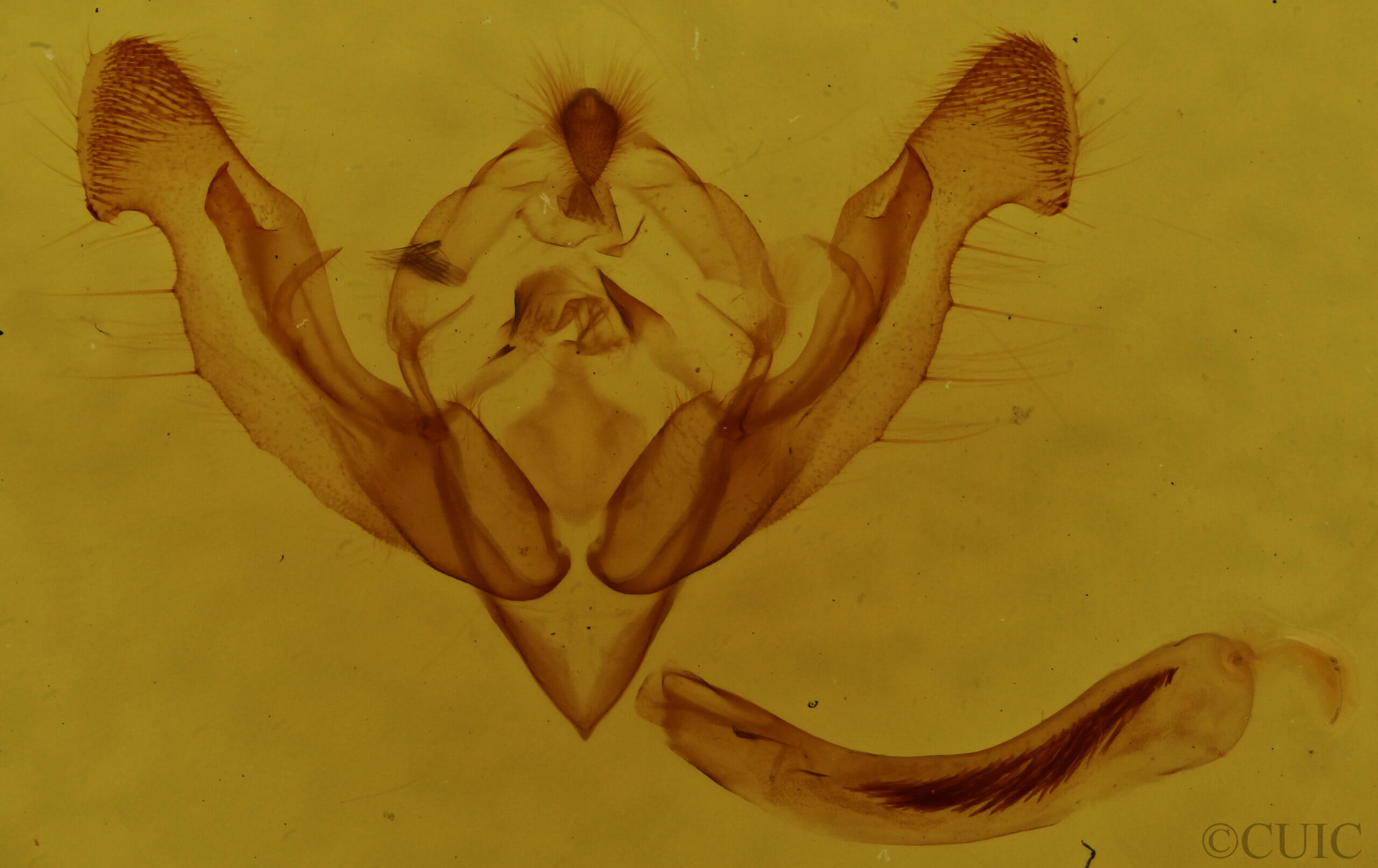 genitalia view of adult Graphania paracausta