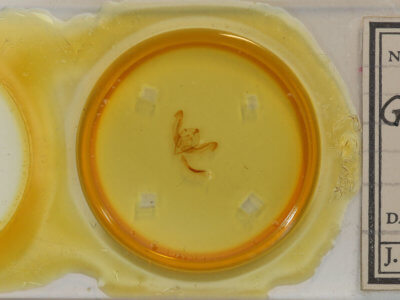 slide view of adult Graphania paracausta