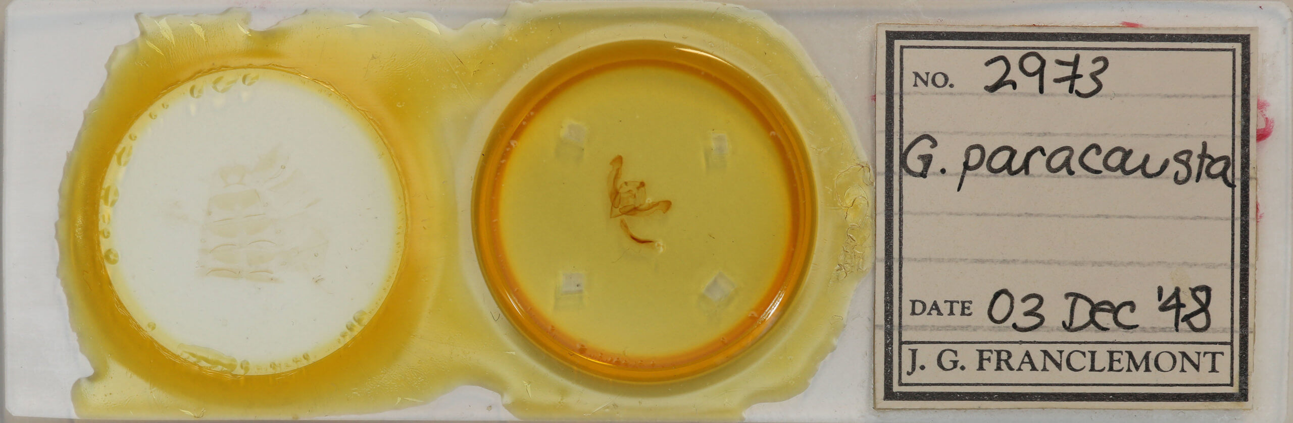 slide view of adult Graphania paracausta