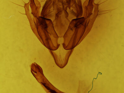 genitalia view of adult Graphania rubescens