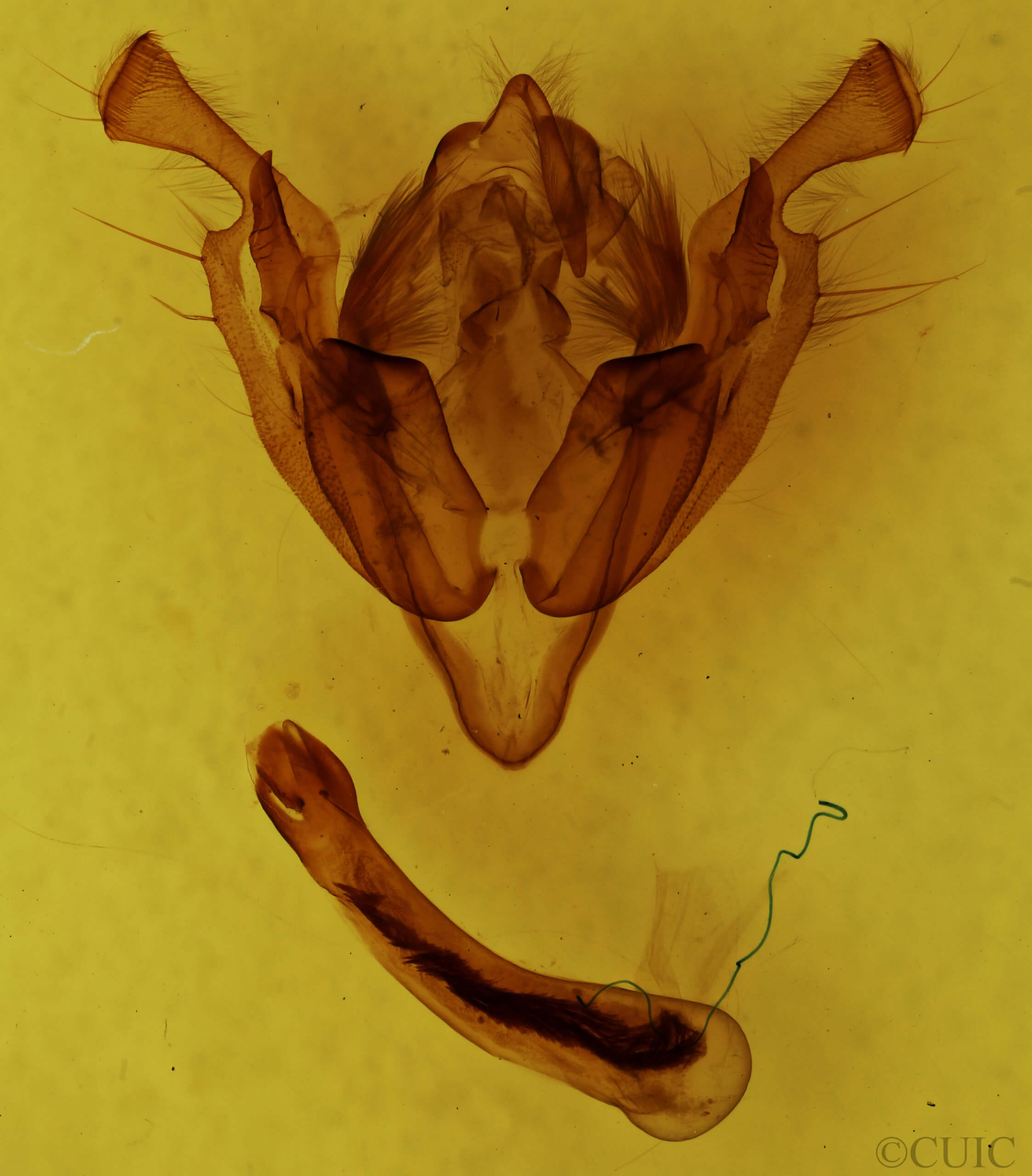 genitalia view of adult Graphania rubescens