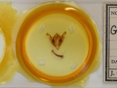 slide view of adult Graphania rubescens