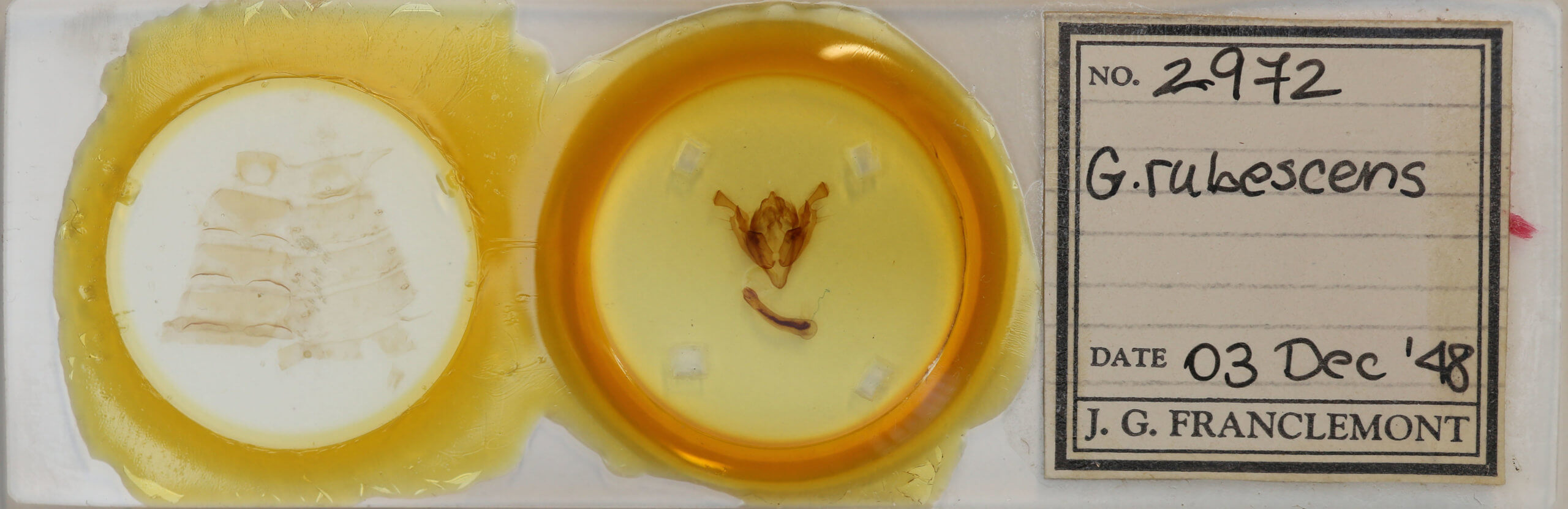 slide view of adult Graphania rubescens