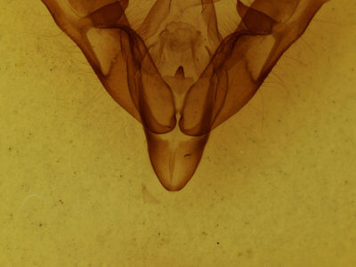 genitalia view of adult Coenophila opacifrons