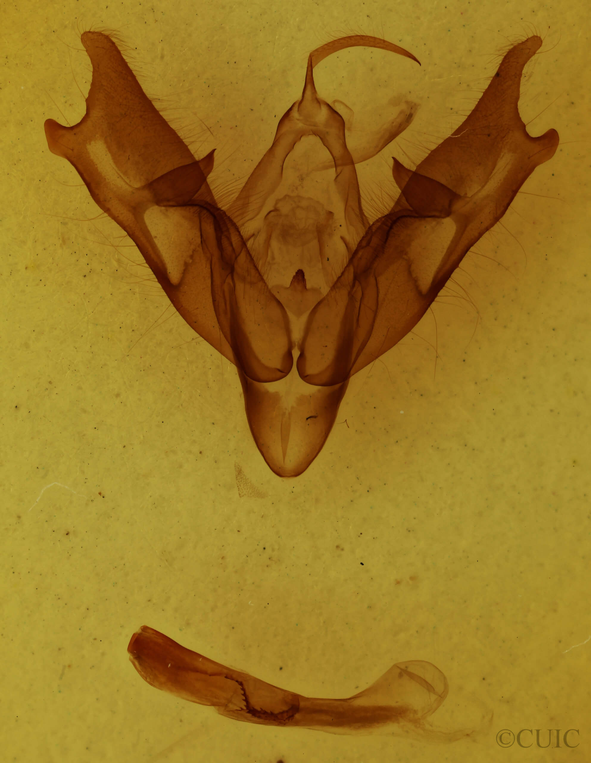 genitalia view of adult Coenophila opacifrons