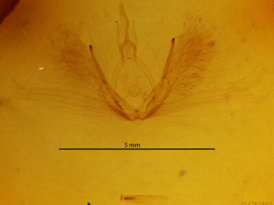 genitalia view of adult Timorodes blepharias