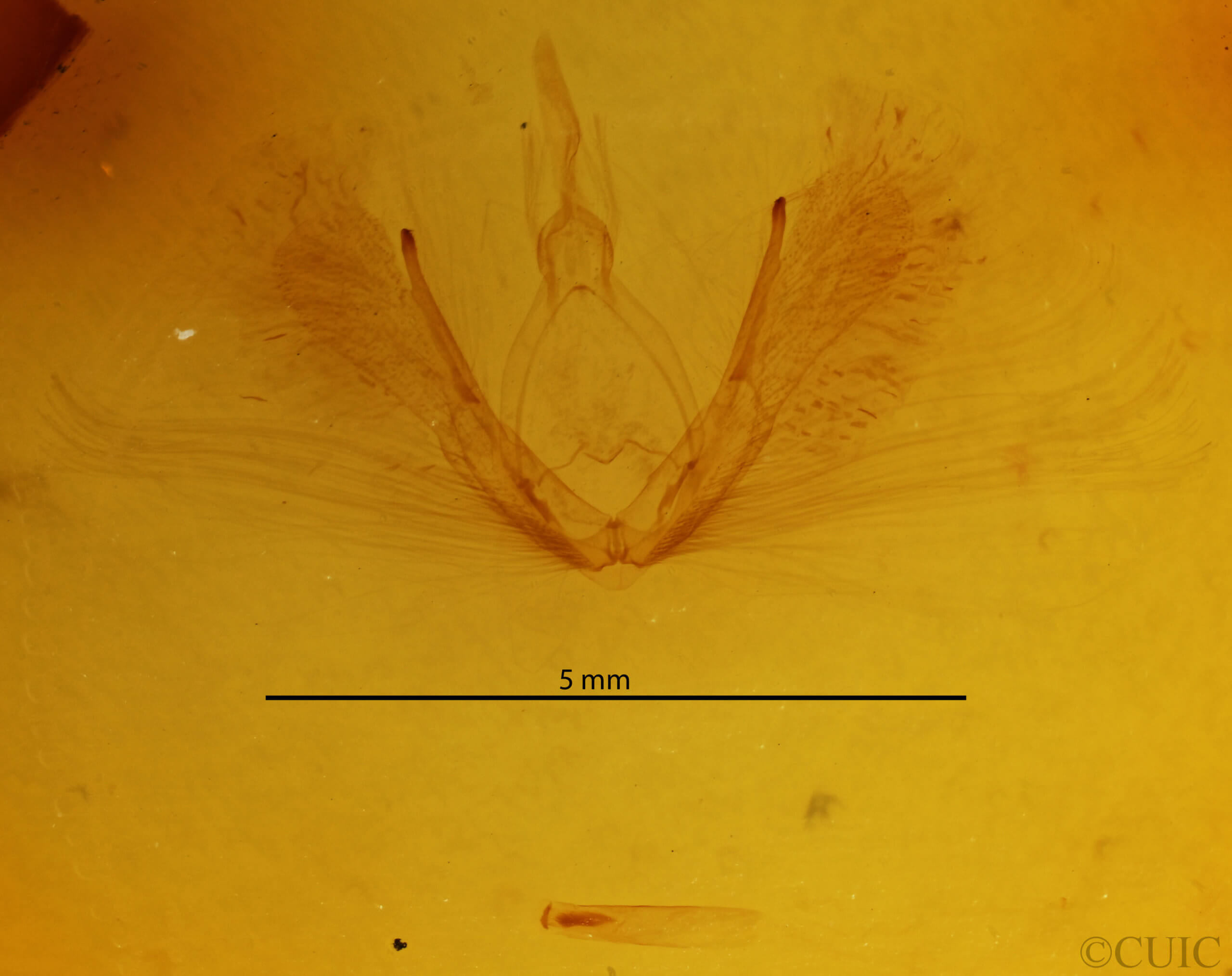genitalia view of adult Timorodes blepharias