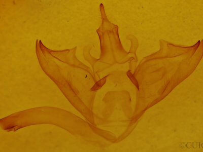 genitalia view of adult Halysidota harrisii