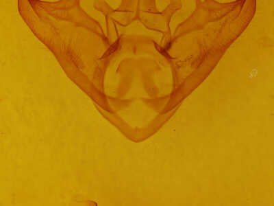 genitalia view of adult Halysidota harrisii