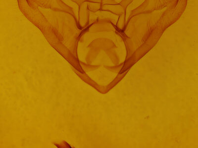 genitalia view of adult Halysidota harrisii