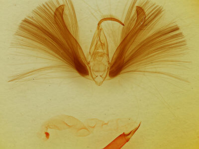 genitalia view of adult Chloridea virescens