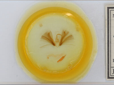 slide view of adult Chloridea virescens