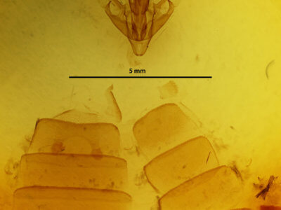 genitalia view of adult Hyblaea