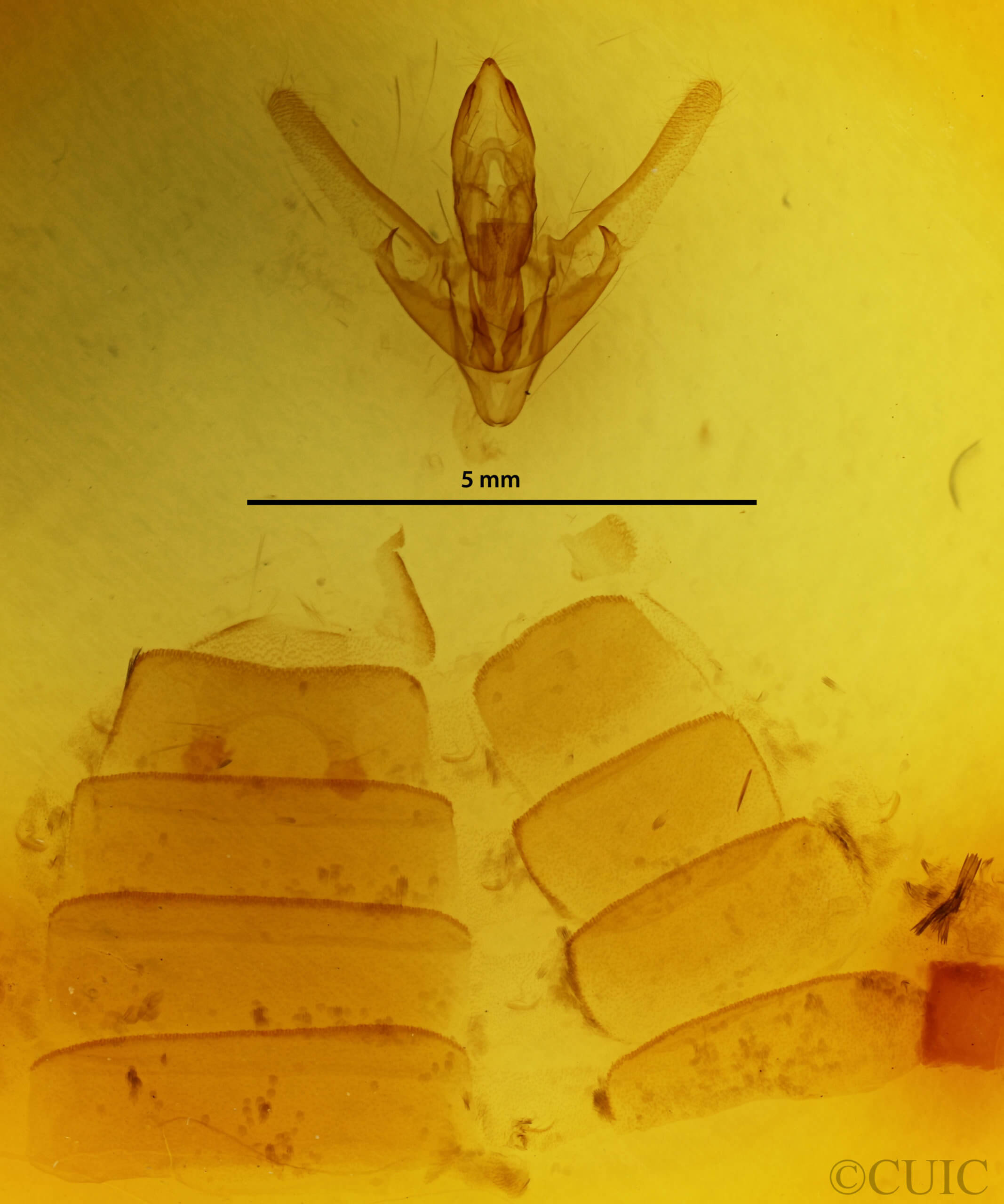 genitalia view of adult Hyblaea