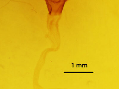 genitalia view of adult Hyblaea