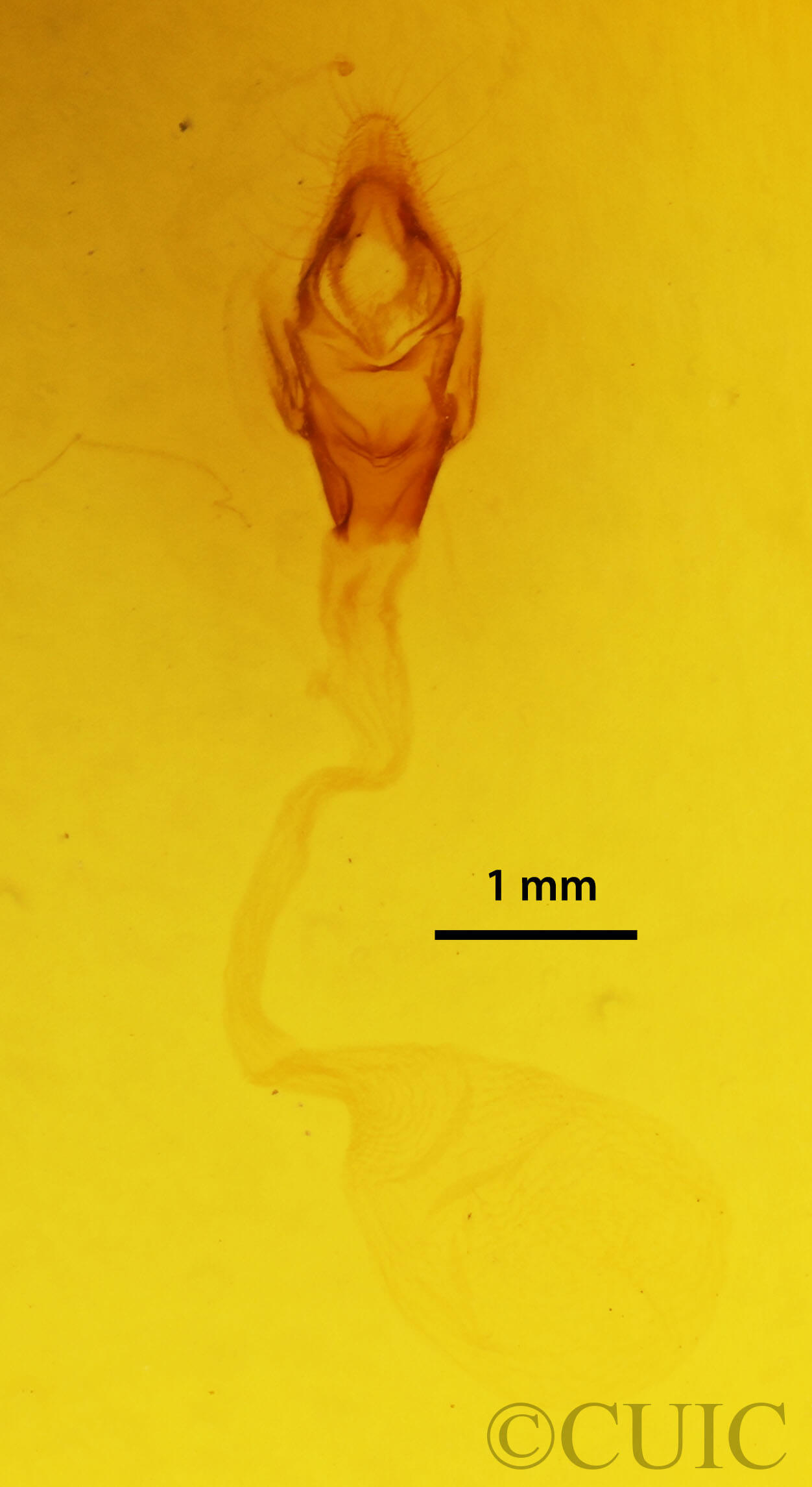 genitalia view of adult Hyblaea