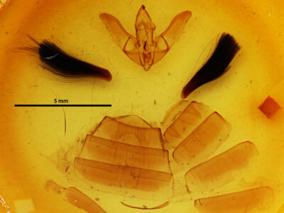 genitalia view of adult Hyblaea constellata